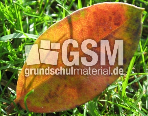 Herbstblätter 009.jpg